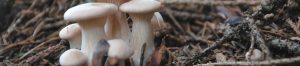 photo de champignons dans la forêt pour les temps forts de HORECALPES